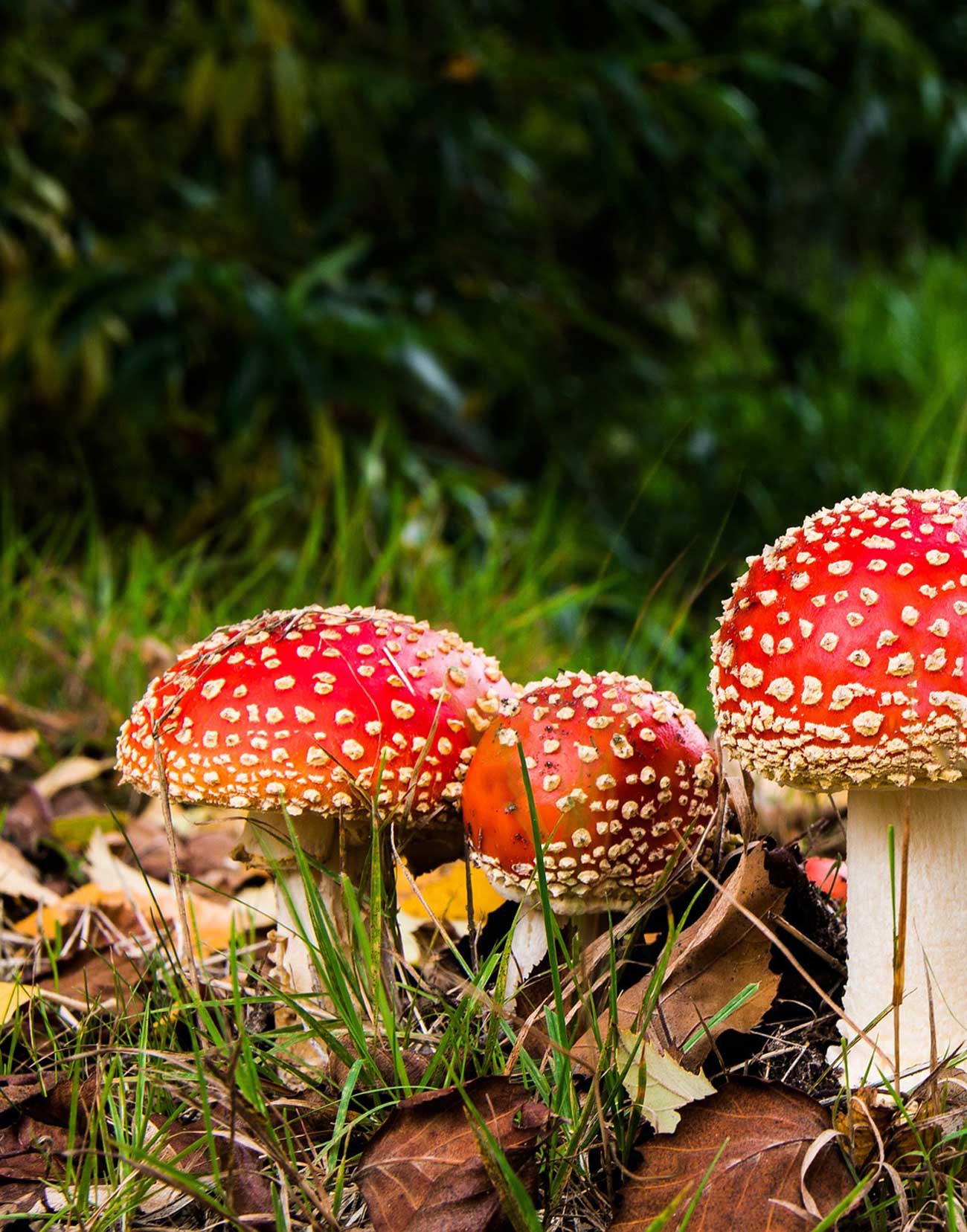 Mushrooms: Nature’s Calming Allies for Anxiety Relief