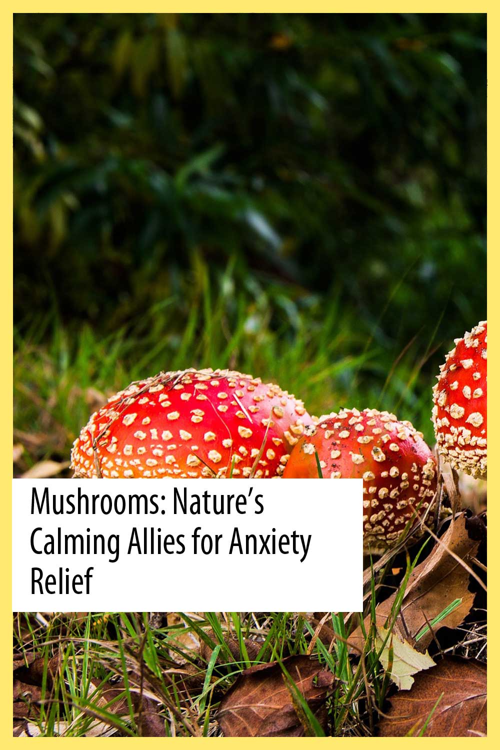 Mushrooms: Nature’s Calming Allies for Anxiety Relief