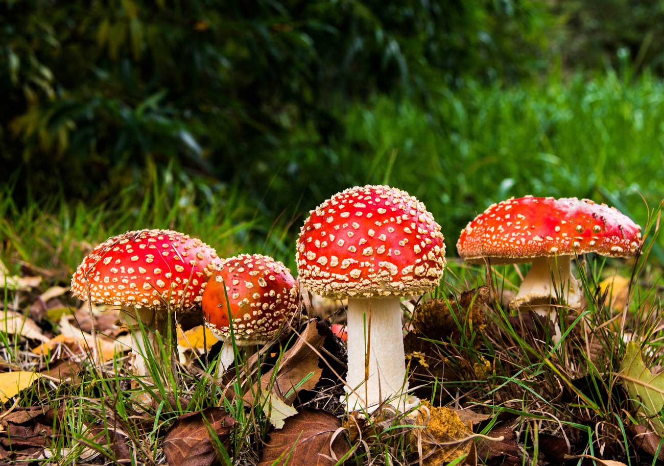 Mushrooms: Nature’s Calming Allies for Anxiety Relief