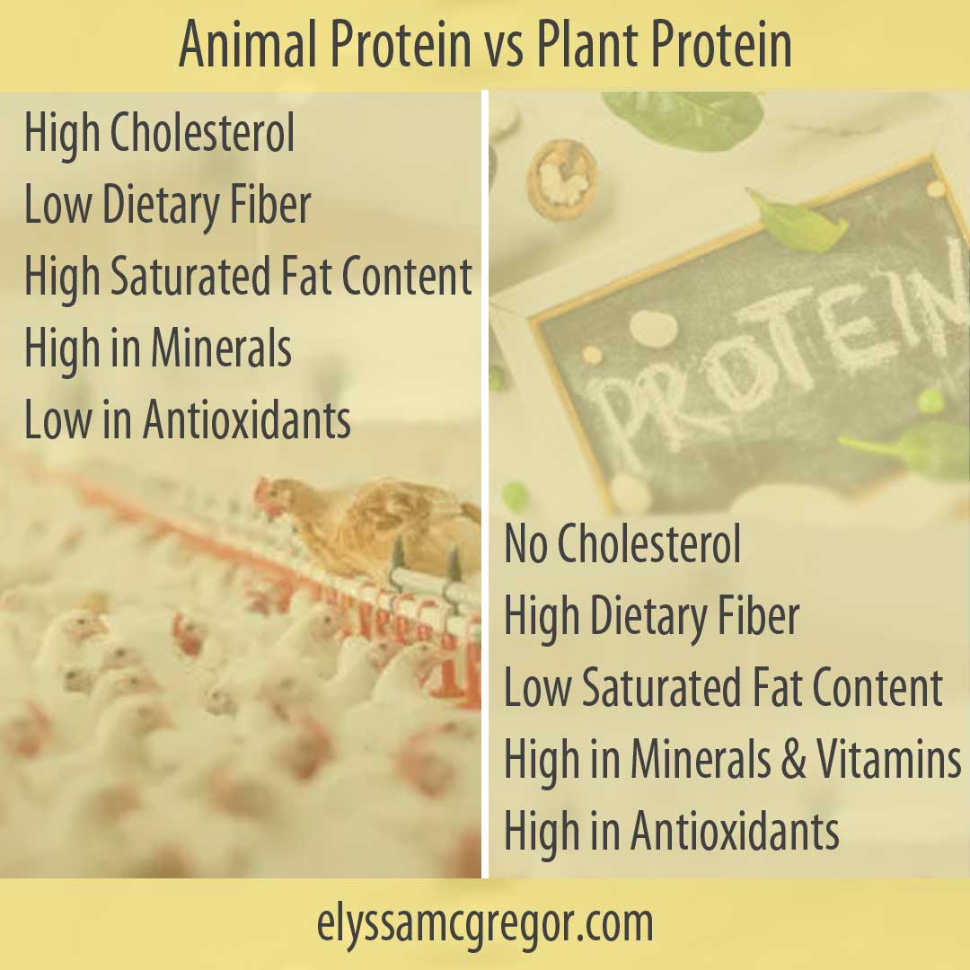 Animal Protein vs Plant Protein