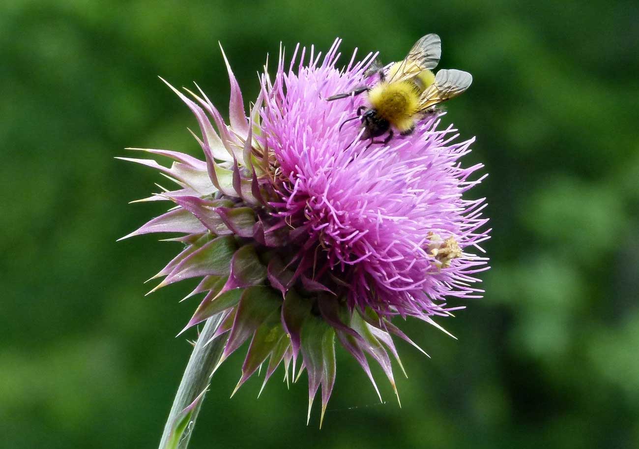 Milk Thistle and Diabetes Exploring the Potential Benefits